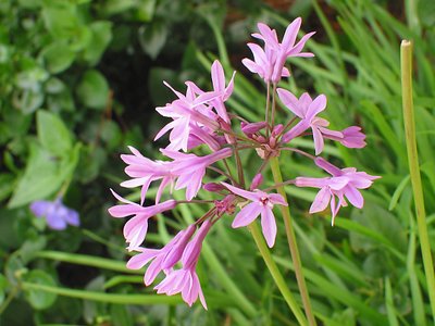 Flowers near Monterey