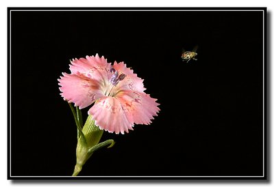 Flower and the fly