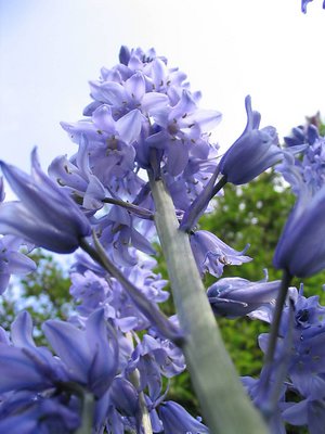 Return of the giant  bluebells