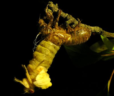 Cicada Brood X - Transformation photo
