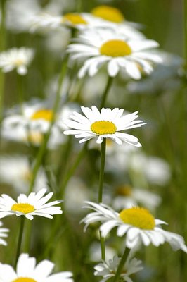 Daisies