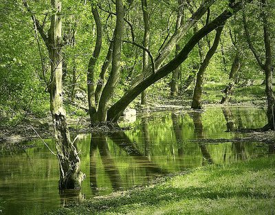 'reflections in the woods'