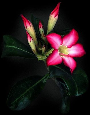 ***Adenium***