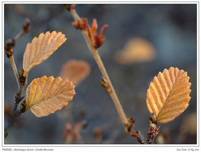 Fagus