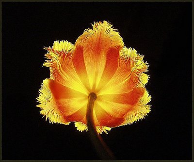 Tulip.