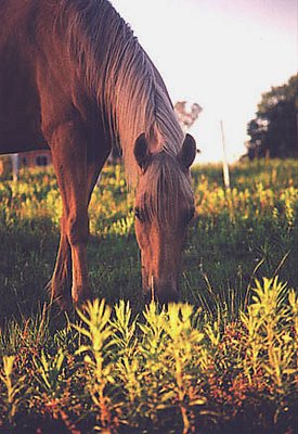 GOLDEN HORSE