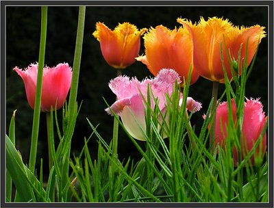 Last garden tulips