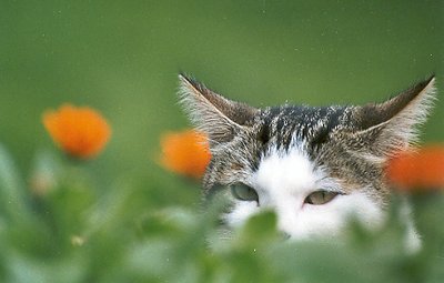 gatto di Sarzana 