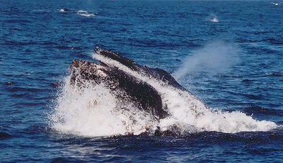 Whale Breaching