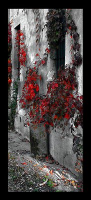 Rampicante