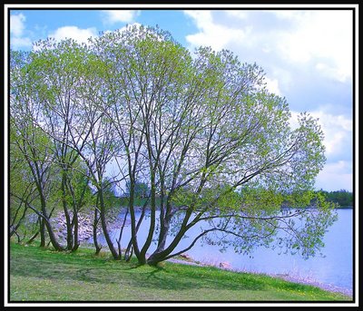 Springtime By The Lakeside!