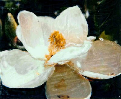 Magnolia