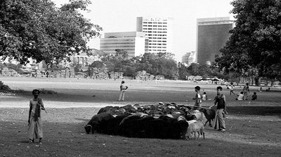 Grazing ground