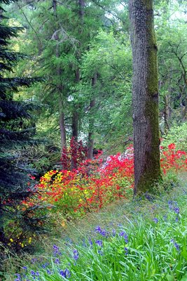 Woodland Rainbow