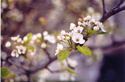 White blossoms