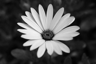 Flower Macro BW 