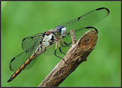 Great Blue Skimmer-Female