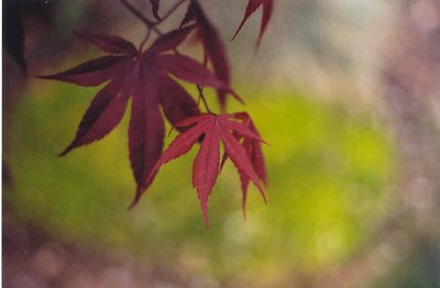 Japanese Maple