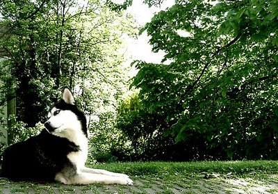 Canis