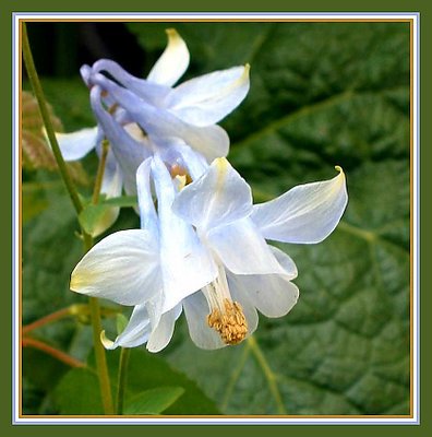 Aquilegia  vulgaris