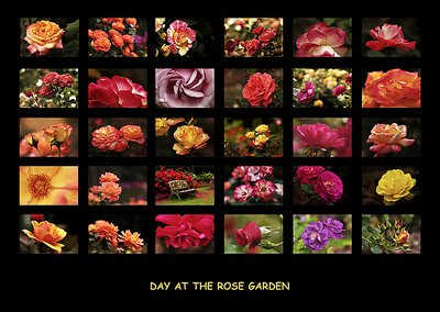 Day At The Rose Garden