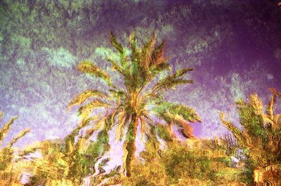 Reflection of palmtree in spring in Siwa Oasis