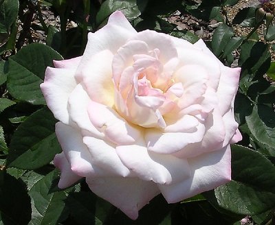 White rose