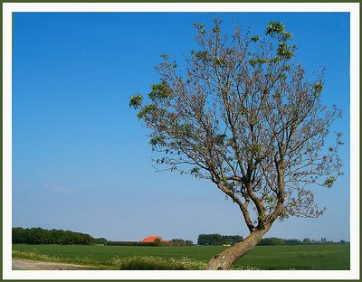 A tree II (spring)