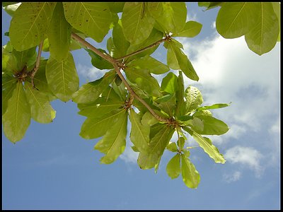 Under the almond tree