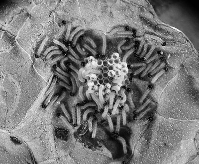 Hatching of butterfly caterpillars