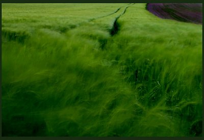 Field -abstract-