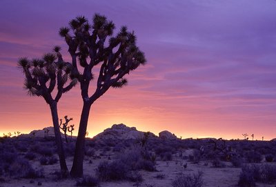 Joshua Tree Sunrise