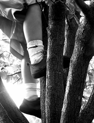 climbing tree