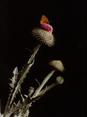 Silver Thistle