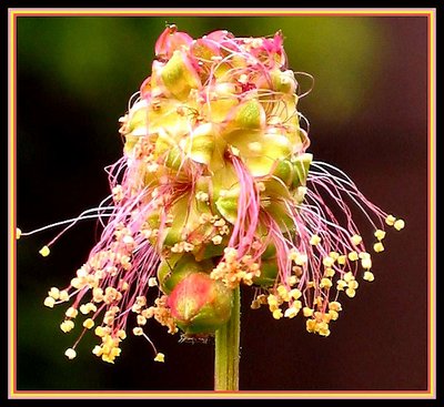 Sanguisorba minor  (Kleine Pimpernel)