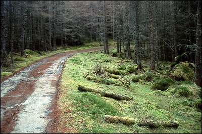 Forest track