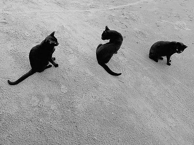 Black cats