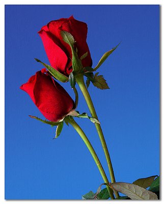 Red Roses