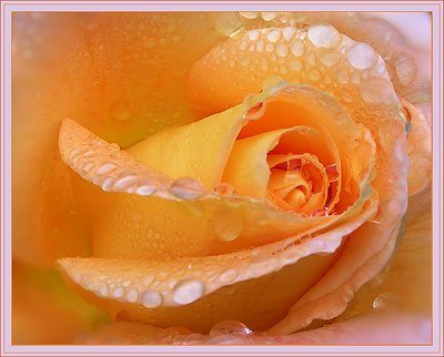 Apricot Delight