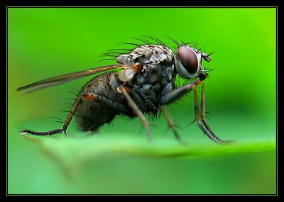 Fly Macro