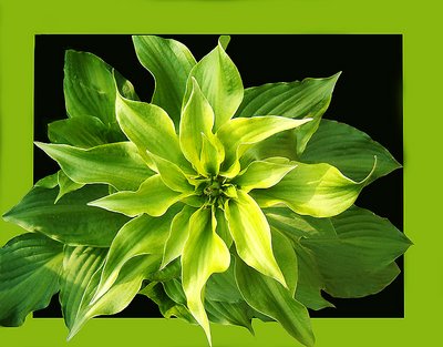 Hosta II