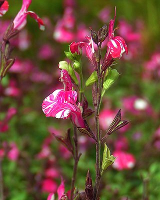 Pink Splotch!