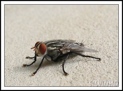 Big fly (Moscão)