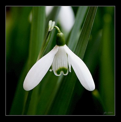 White on Green