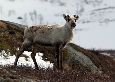 reindeer 