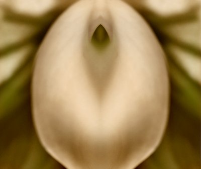 Innuendo with Calla Lily