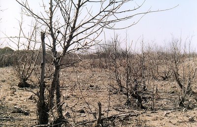 The Blasted Heath