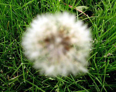 Fuzzy