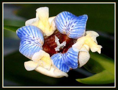 Iris Ashtray