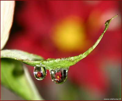 Flowered drop 